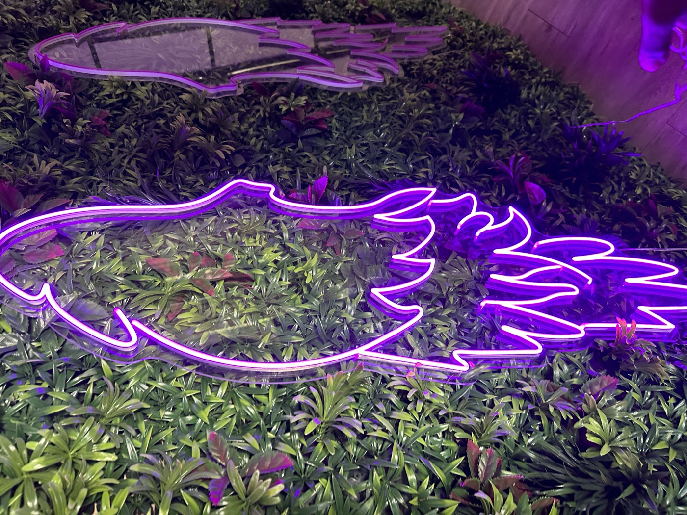 Photo réelle des deux ailes en néon rose-violet sur le mur végétal